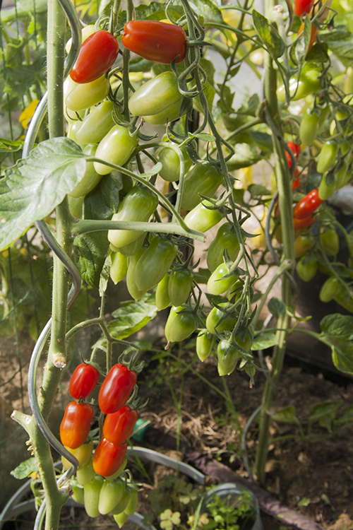 Tomatensteun